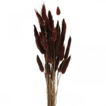 Sausa floristika, dekoratyvinė žolė, Lagurus Brown L35–50cm 25g