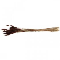 daiktų Sausa floristika, dekoratyvinė žolė, Lagurus Brown L35–50cm 25g