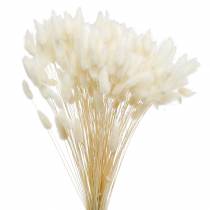 Džiovintos gėlės Lagurus lempos valymo žolės balintos 100g