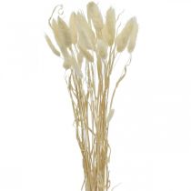Lagurus džiovinta dekoracija, aksominė žolė, triušio uodegos žolė, sausa dekoracija balinta L20-60cm 30p