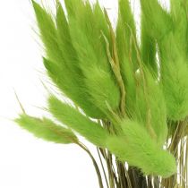 Aksominė žolė žalia, lagurus, sausa dekoracija, džiovinta saldi žolė L18-50cm 25g