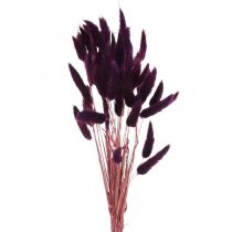 Velvet žolė violetinė, triušio uodegos žolė, Lagurus L18-50cm 25g