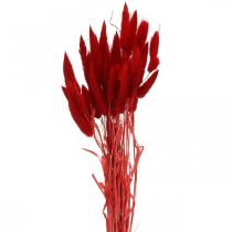 Dekoratyvinė žolė raudona, lagurus, aksominė žolė, sausa floristika L30-50cm 20g