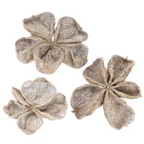 daiktų Landlotus White Washed 6-12cm 50 vnt.