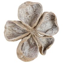 daiktų Landlotus White Washed 6-12cm 50 vnt.