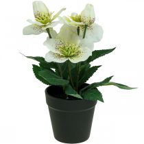 daiktų Lenten rose Hellebore Kalėdų rožių vazonas dirbtinės gėlės H25cm baltos