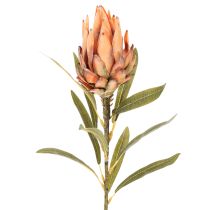 daiktų Dirbtinė Protea Leucadendron gėlė su ilgu kotu, 65 cm, 3 vnt.