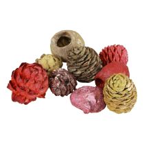 daiktų Leucadendron spurgai Bellgum Green Red Yellow Frosted 300g