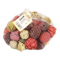 daiktų Leucadendron spurgai Bellgum Green Red Yellow Frosted 300g