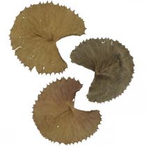 Džiovintų lotoso lapų natūrali sausa dekoracija vandens lelijos lapelis 50 vnt
