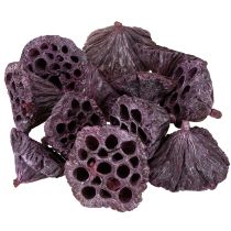 daiktų Lotoso kapsulės, sausa floristika, lotoso svogūnėlis rožinis, išplauti balta 50 vnt