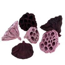daiktų Lotus Mix Pink, Erika Ø6cm - Ø10cm 50 vnt
