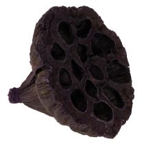 daiktų Lotoso mišinys rožinis, Erika Ø6cm - Ø10cm 50 vnt.