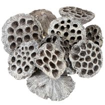 daiktų Lotos natūralios dekoratyvinės lotoso gertuvės, baltai nuplautos, 6-8 cm, 50 vnt.