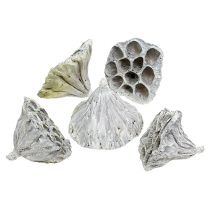 daiktų Lotus Natural Deco Lotus Bulb White Skalbiamas 6-8cm 50 vnt