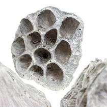 daiktų Lotus Natural Deco Lotus Bulb White Skalbiamas 6-8cm 50 vnt