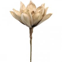 Lotoso gėlė, lotoso žiedų puošmena, dirbtinis augalas smėlio spalvos L66cm