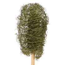 daiktų Luffa maži agurkai ant pagaliuko, tamsiai žali, 5-7 cm, 25 vnt.