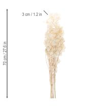 daiktų Lunaria džiovinti žiedai, mėnulio žibuoklė, sidabralapis, džiovinti, 60-80 cm, 30 g