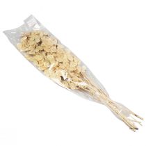 daiktų Lunaria Deco Moon Violetinė Sidabrinis Lapelis Džiovinti 90cm 100g