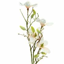 daiktų Magnolijos persikas 85 cm