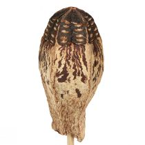 daiktų Raudonmedžio ankštys Dry Decoration Natural 45cm 50 vnt