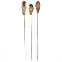 daiktų Raudonmedžio ankštys Dry Decoration Natural 45cm 50 vnt