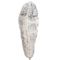 daiktų Raudonmedžio ankštys sausa apdaila natūrali balta 45cm 50 vnt
