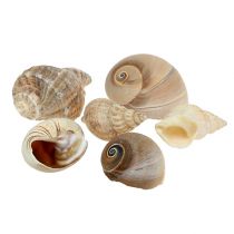 Maritime deco kriauklių mišinys natural 400g