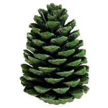daiktų Maritima kūgiai 10cm - 16cm žalias matinis 12 vnt