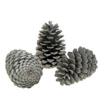 daiktų Maritima kūgiai 10cm - 14cm baltinti 25 vnt