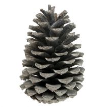 daiktų Maritima kūgiai 10cm - 14cm baltinti 25 vnt