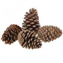 daiktų Maritima kūgiai, gedulinga floristika, Advento puošmena, natūralus produktas H12-15cm Ø6,5-10cm 50 vnt.