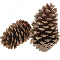 daiktų Maritima kūgiai, gedulinga floristika, Advento puošmena, natūralus produktas H12-15cm Ø6,5-10cm 50 vnt.