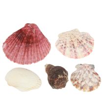 daiktų Jūrinės dekoratyvinės kriauklės maišyti tinkle spalvingos 3,5-6cm 300g × 3vnt