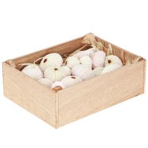 daiktų Jūrinė dekoracija jūros ežio kiauto rožinė, balta sklaidos dekoracija 20 vnt