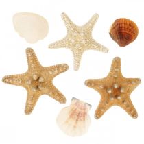 Jūrų dekoravimo kriauklių jūros žvaigždžių rankų darbo medžiagos pabarstukai