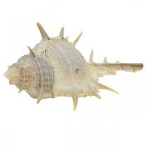 Jūrinė puošmena sraigių kiautai dygliuota sraigė 3-6cm 1kg