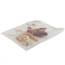 daiktų Jūrinis dekoratyvinis kabyklos kriauklė Ø10-12cm 40cm