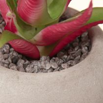 daiktų Mini sukulentai vazonuose dirbtinių augalų dekoracija Ø6,5cm 6vnt