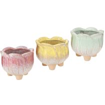 daiktų Mini sėjamoji keraminė vazoninė gėlė Ø8cm H7cm 3vnt