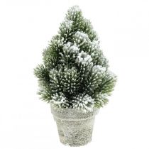Mini eglutė dirbtinai apsnigtame vazonėlyje Ø14cm H24cm