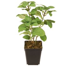daiktų Mėtų vazonėlyje Dirbtinės žolelės Žalias augalas H24cm