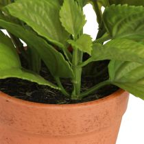 daiktų Mėtų vazonėlyje Dirbtinės žolelės Dirbtiniai augalai 18cm 2vnt