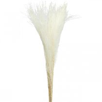 Plunksnų žolė deko balinta sausa žolė Miscanthus 75cm 10vnt
