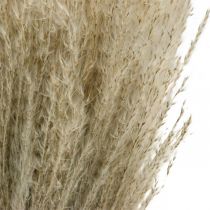 daiktų Sausa žolė Miscanthus 55-75cm plunksnų žolė natūrali 100 vnt