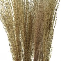 Miscanthus Kinijos nendrių sausos žolės sausa dekoracija 75cm 10vnt