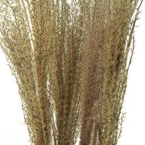 daiktų Miscanthus Kininės nendrinės sausos žolės sausa dekoracija 75cm 10vnt