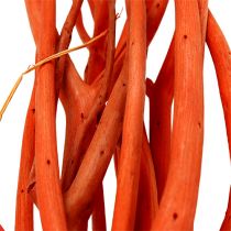 Mitsumata šakos oranžinės 34-60cm 12vnt