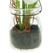 daiktų Aguonos stiklinėje pakabinti baltas H22cm